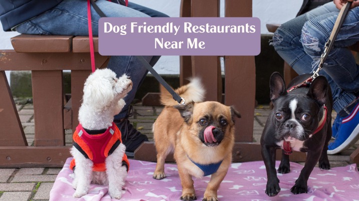 Dog friendly restaurants near me banner