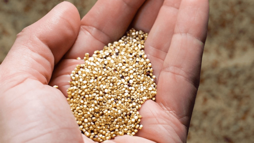human hand holding quinoa grains